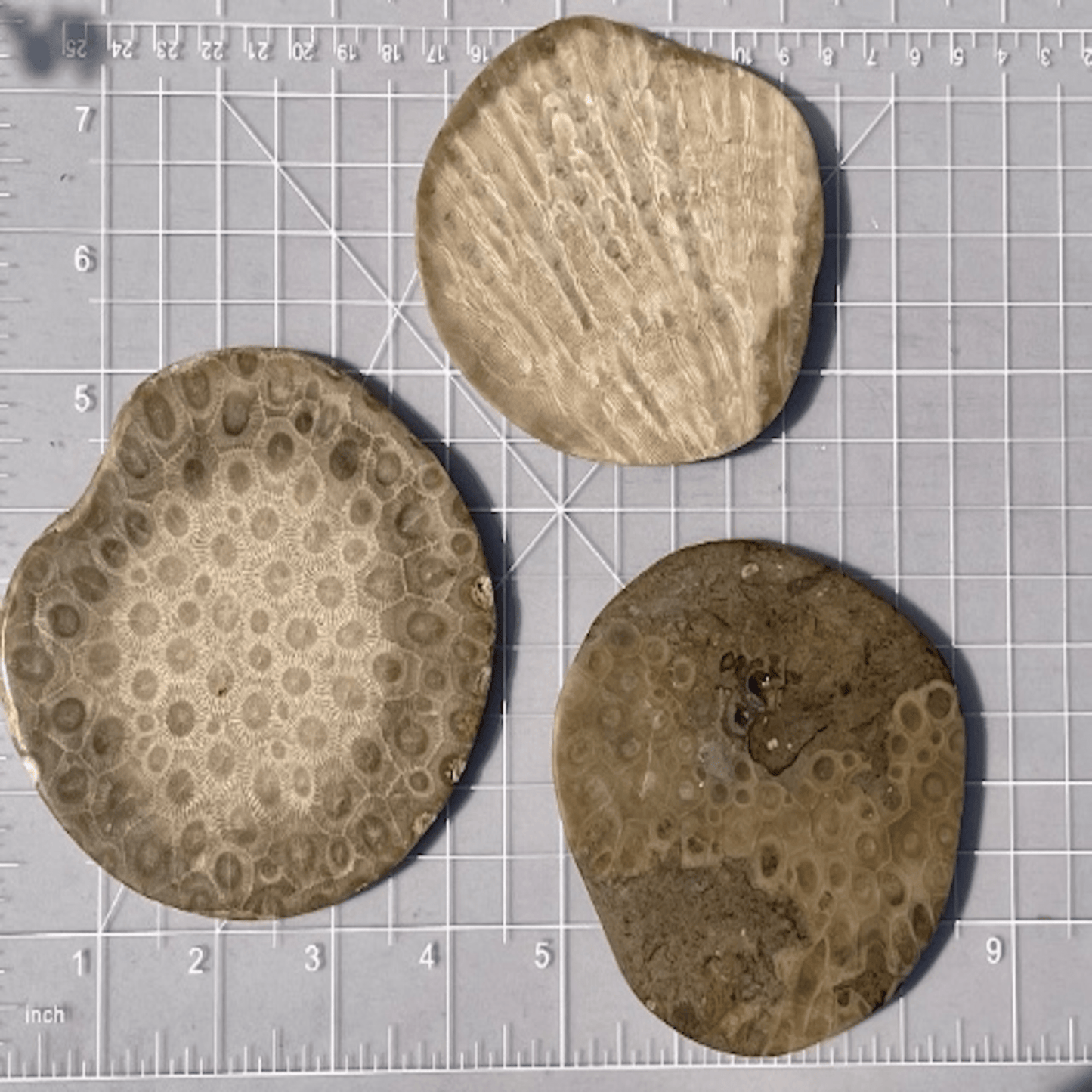 Petoskey Stone Coasters - Solid Slabs - The Petoskey Stone