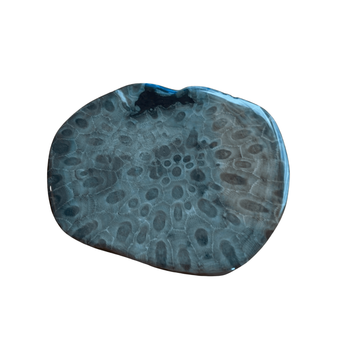 Petoskey Stone Coasters - Solid Slabs - The Petoskey Stone