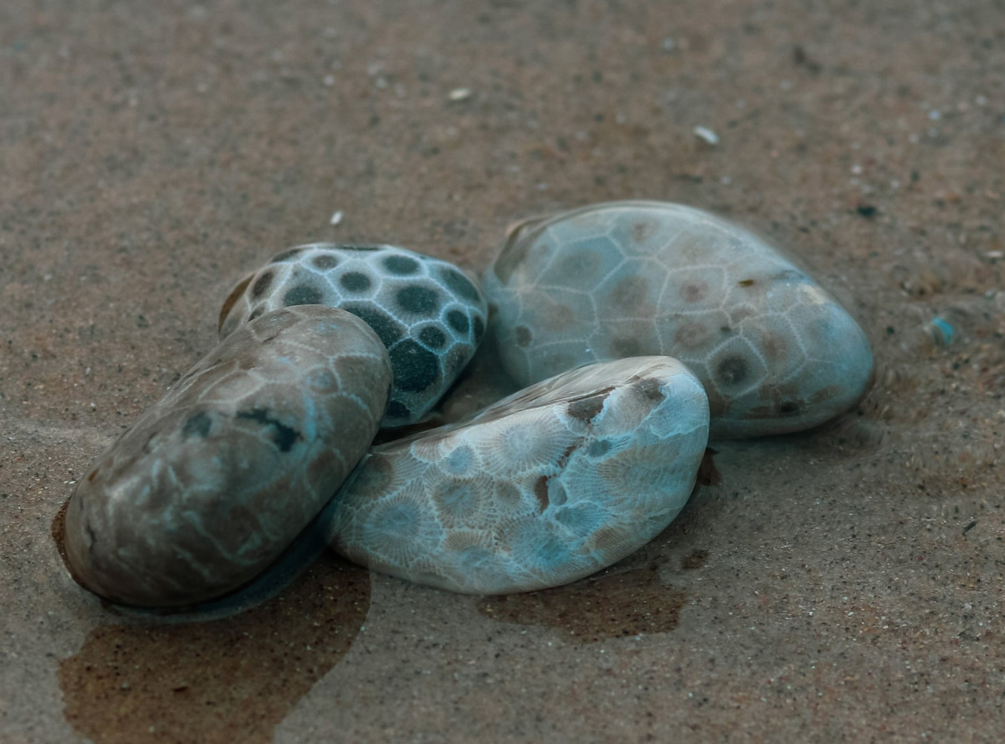 Polished Petoskey Stones - Choose your size - The Petoskey Stone