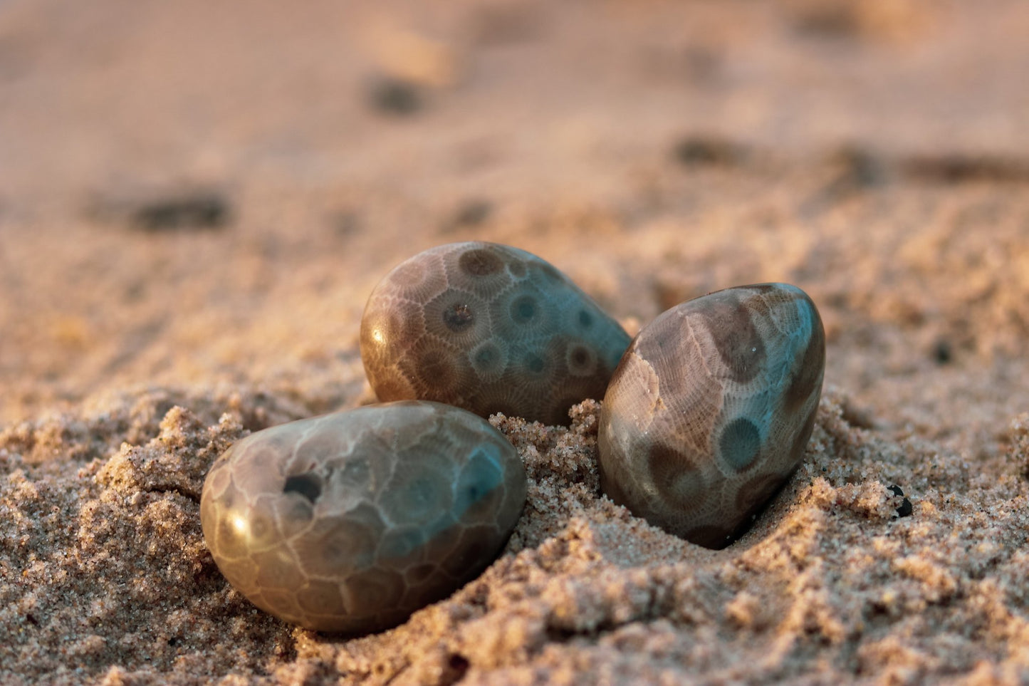 Polished Petoskey Stones - Choose your size - The Petoskey Stone