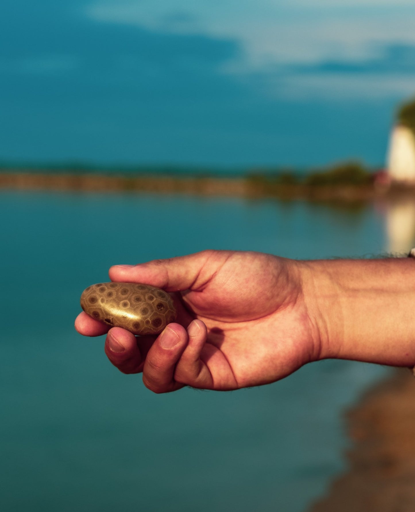 Polished Petoskey Stones - Choose your size - The Petoskey Stone