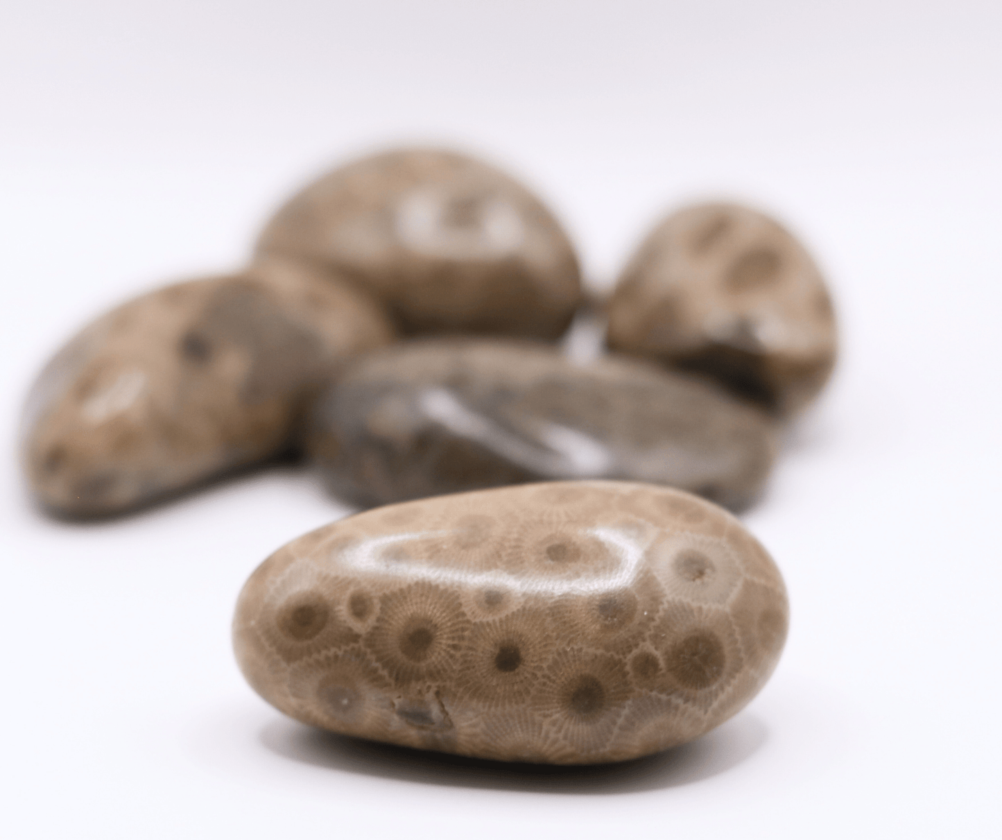 Polished Petoskey Stones - Choose your size - The Petoskey Stone