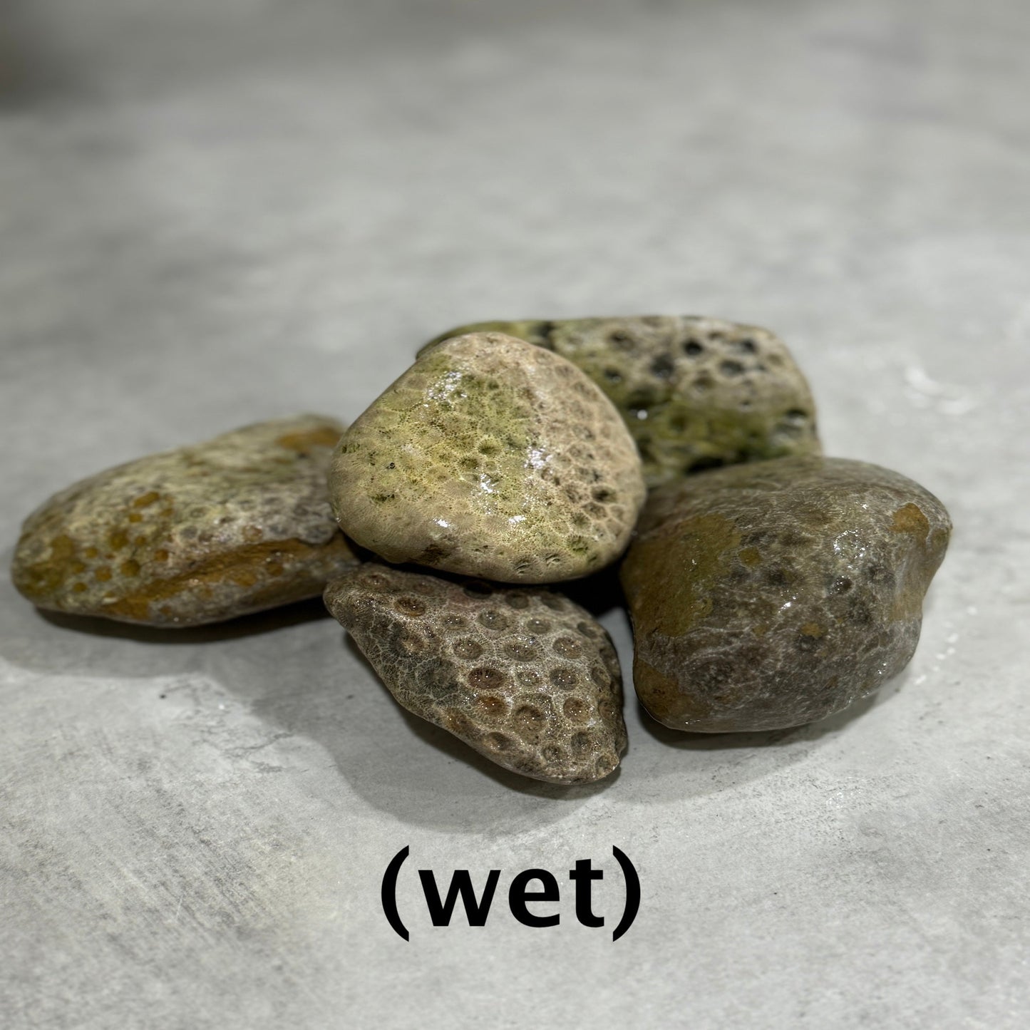 Rough Petoskey Stone - The Petoskey Stone