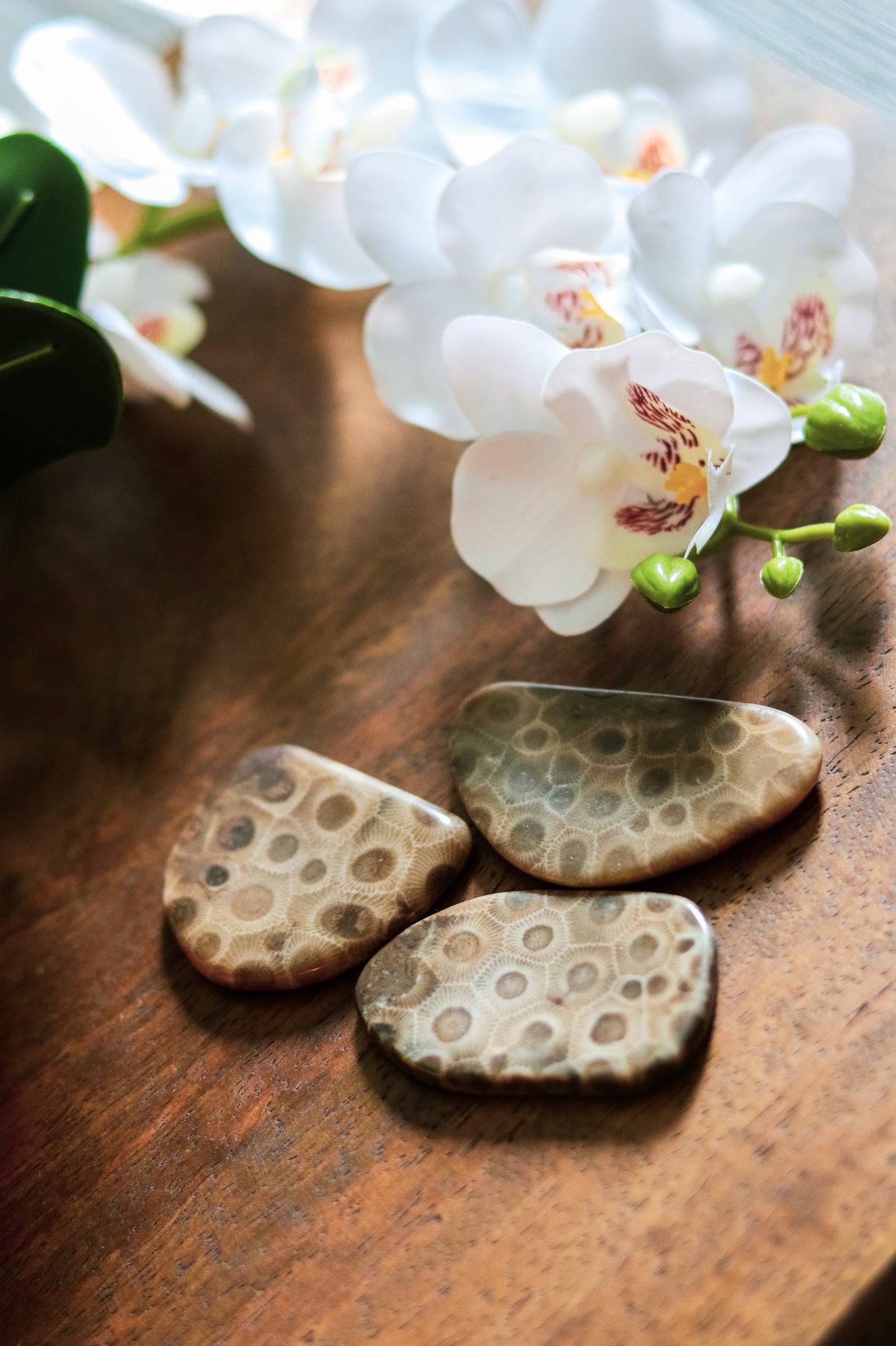 Petoskey Worry Stone