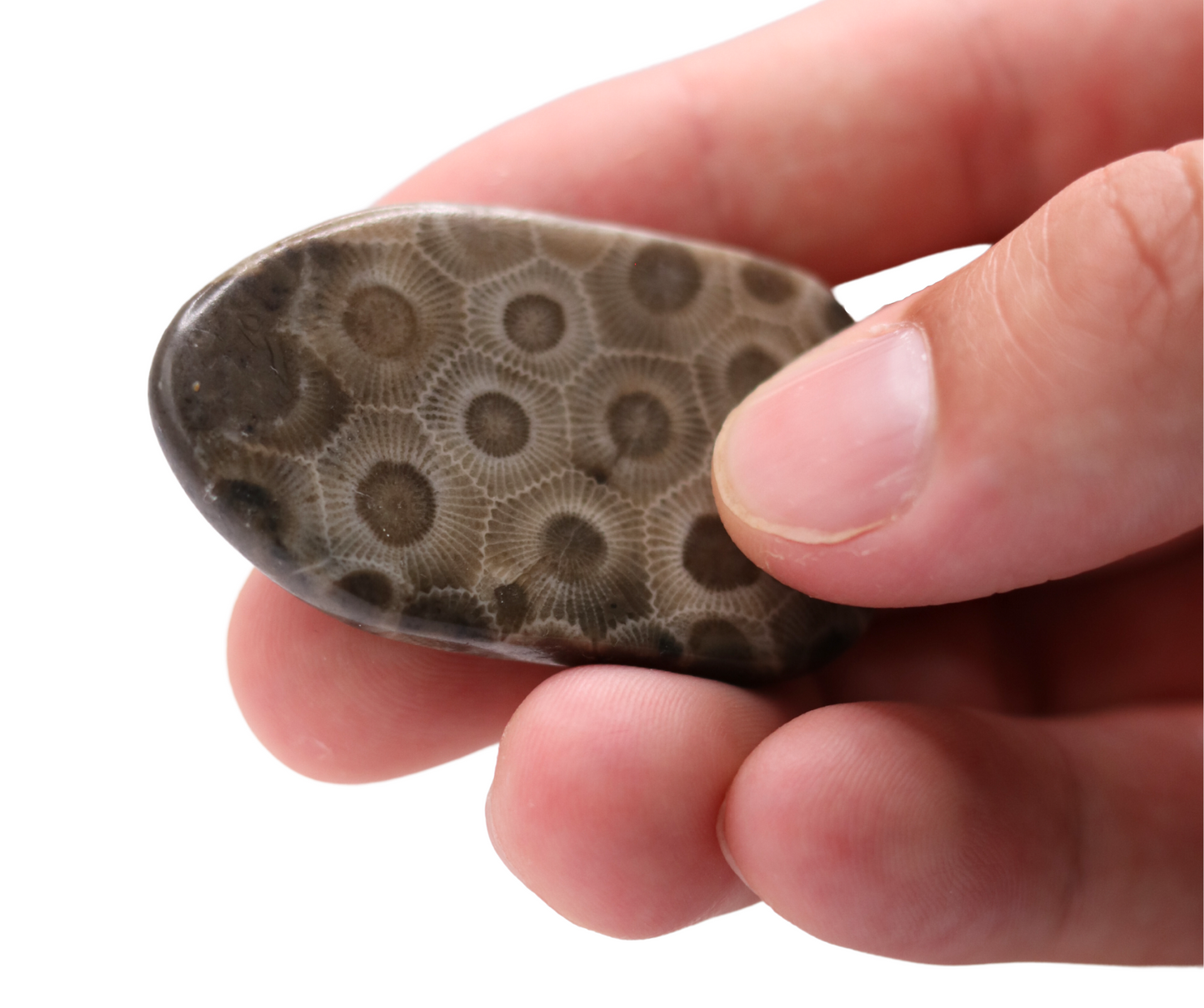 Petoskey Worry Stone