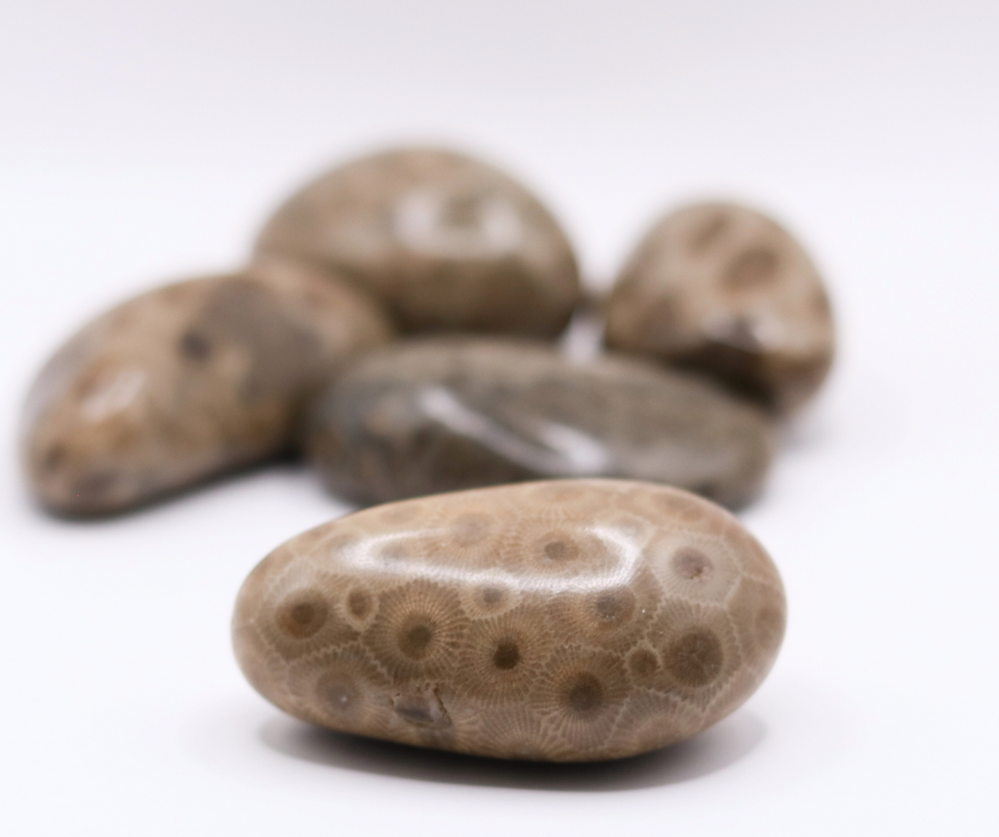 Polished Petoskey Stones - Choose your size